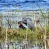 A Tricolored Heron and an Anhinga
