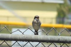 Loggerhead Shrike III 4-27-23