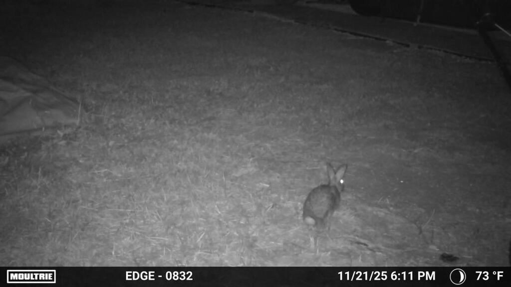 Cottontail 11-21-25