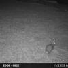 Cottontail 11-21-25