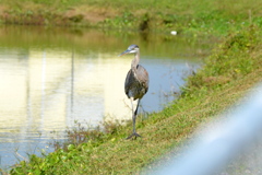 Immature Great Blue Heron I 1-24-23