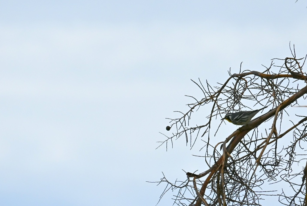 Yellow-throated Warbler I 10-27-24