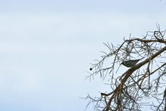 Yellow-throated Warbler I 10-27-24