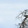 Yellow-throated Warbler I 10-27-24