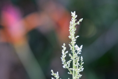 Iresine diffusa II 8-20-25