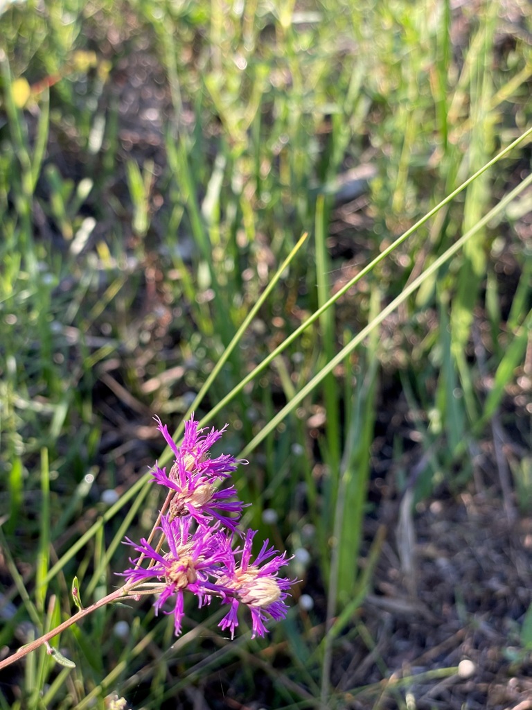 Florida Ironweed 8-5-23