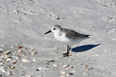 Sanderling II 11-26-24