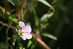 A Tiny White Spider 7-9-25