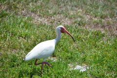 White Ibis I 4-27-23