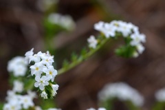 White Pineland Heliotrope 6-5-25