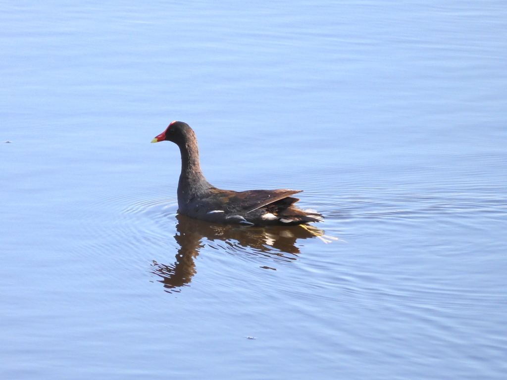 Common Gallinule 6-27-23