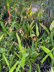 Parrot Heliconia III 8-20-25