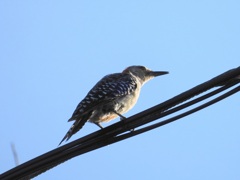 Another Female Red-bellied Woodpecker