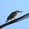 Another Female Red-bellied Woodpecker