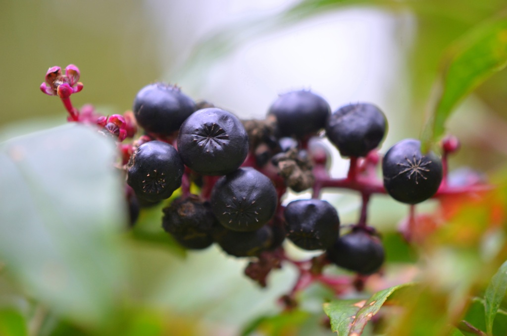 Pokeweed I 11-28-23