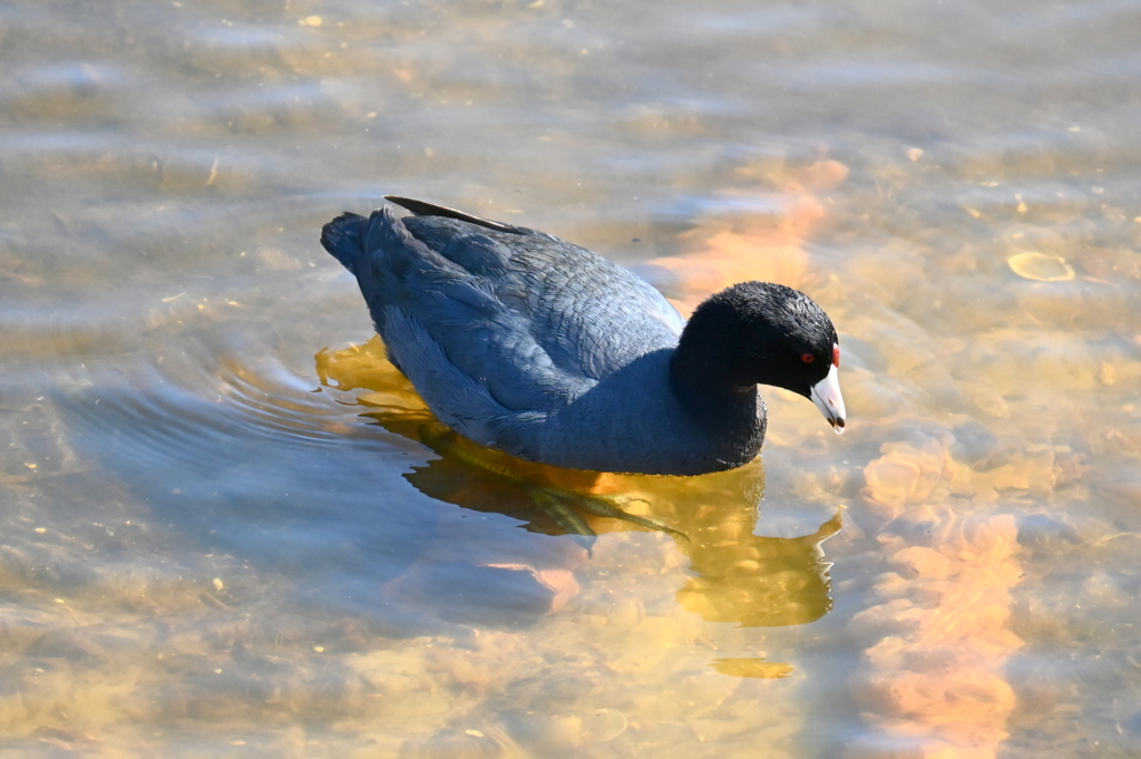 でっかいあんよ　11-18-25