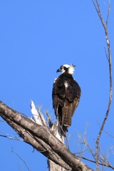 Female Osprey I 9-2-23