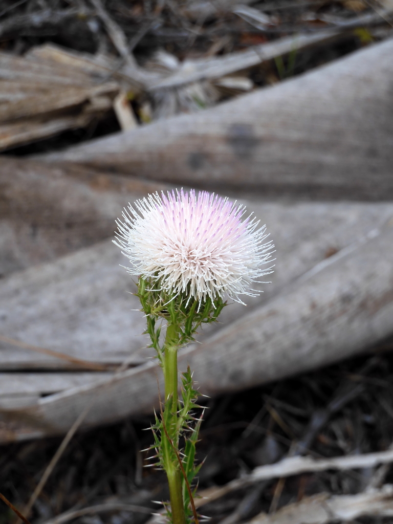 Purple Thistle No2 3-29-23