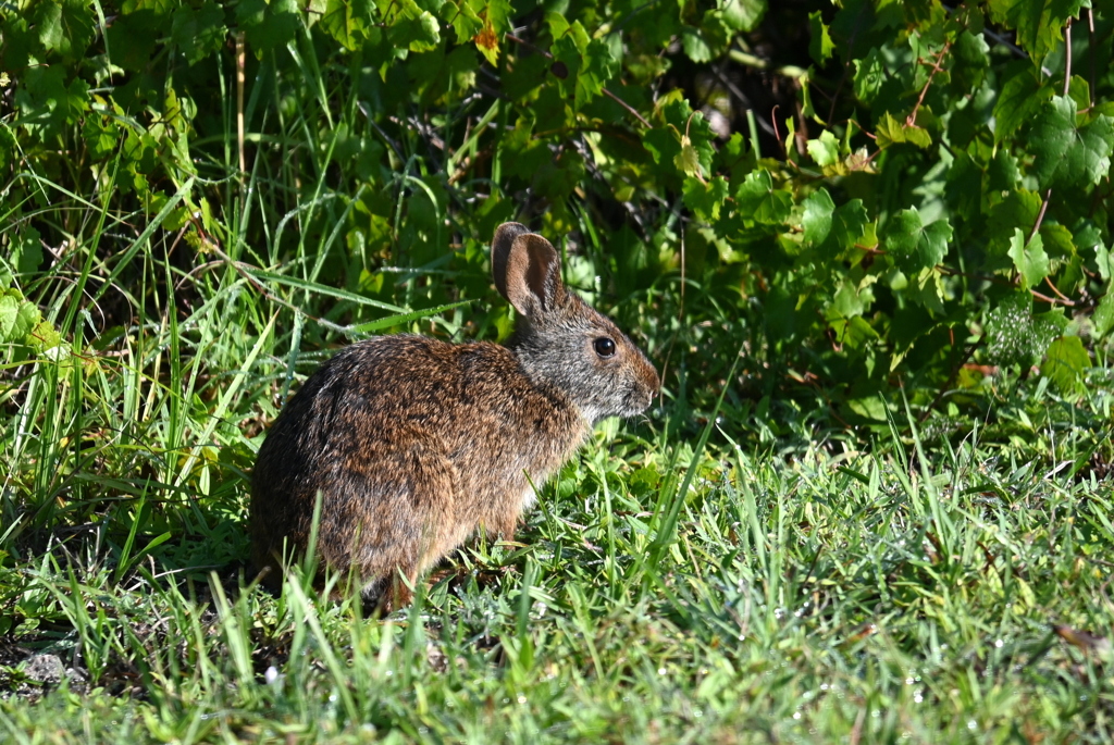 Marsh Rabbit III 8-20-25