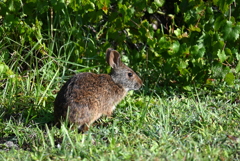 Marsh Rabbit III 8-20-25