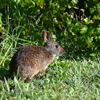 Marsh Rabbit III 8-20-25