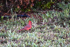 Northern Cardinal  11-2-24