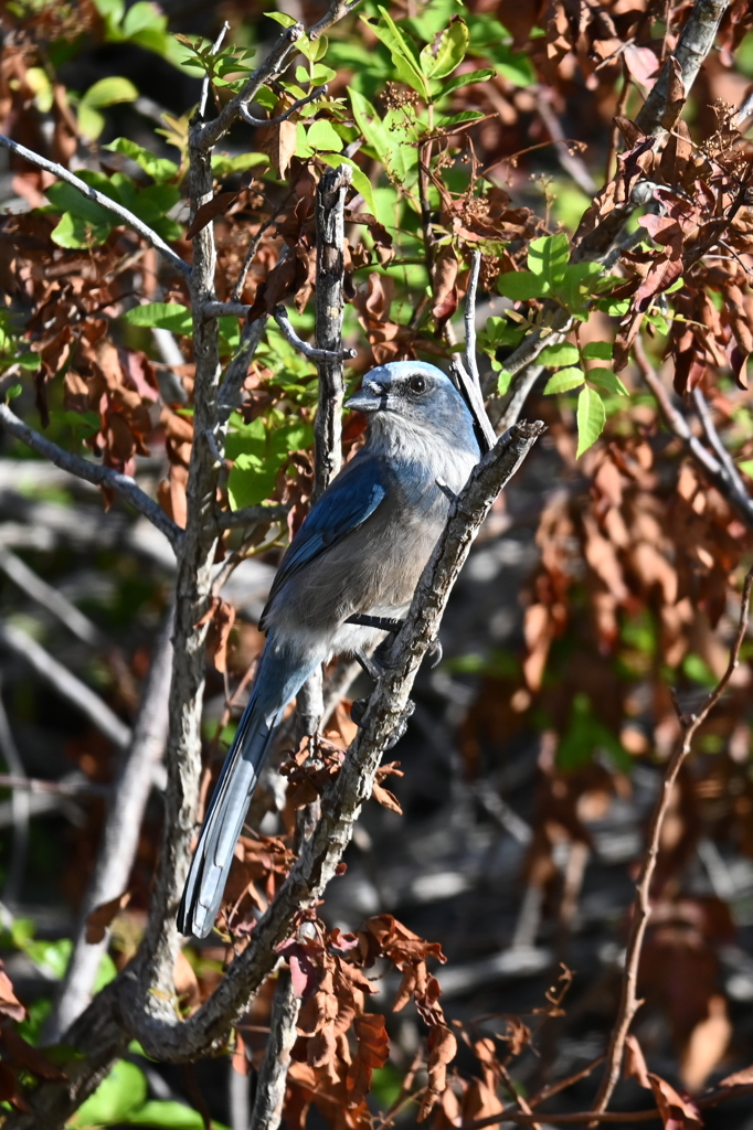 Among Burnt Leaves 11-8-24