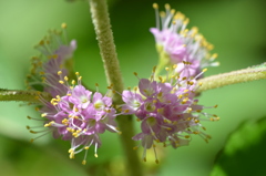 Callicarpa americana II 7-9-25