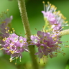 Callicarpa americana II 7-9-25