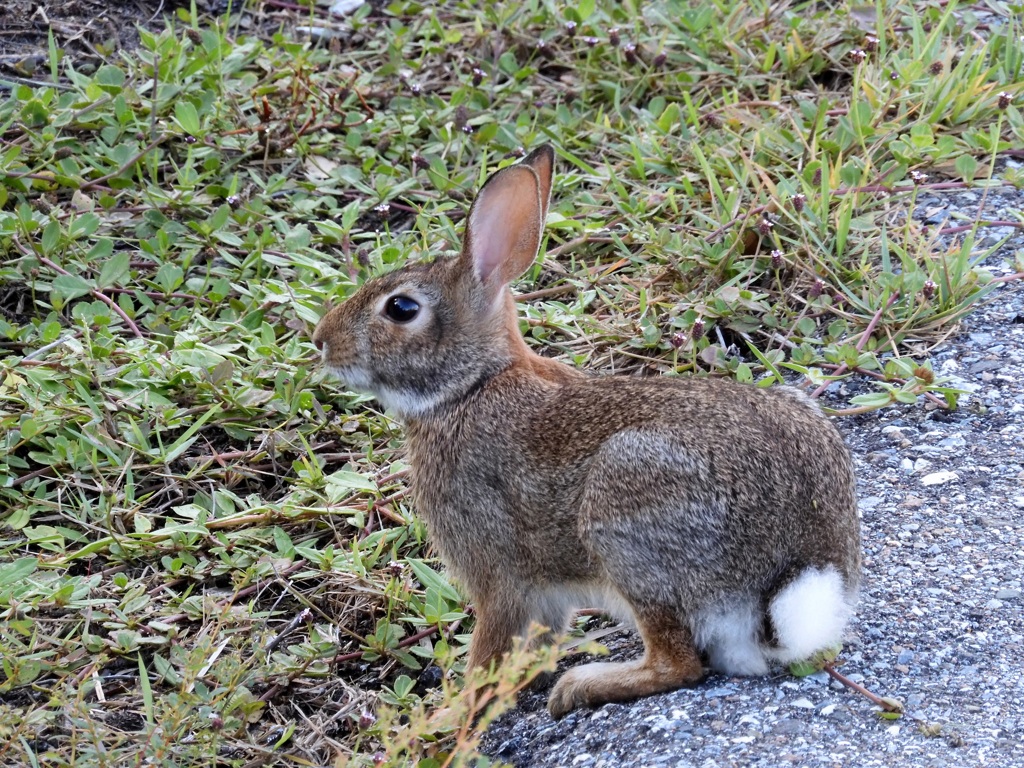 Eastern Cottontail I 8-20-23