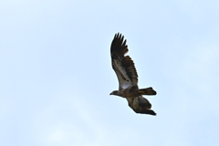 Immature Bald Eagle I 2-26-26