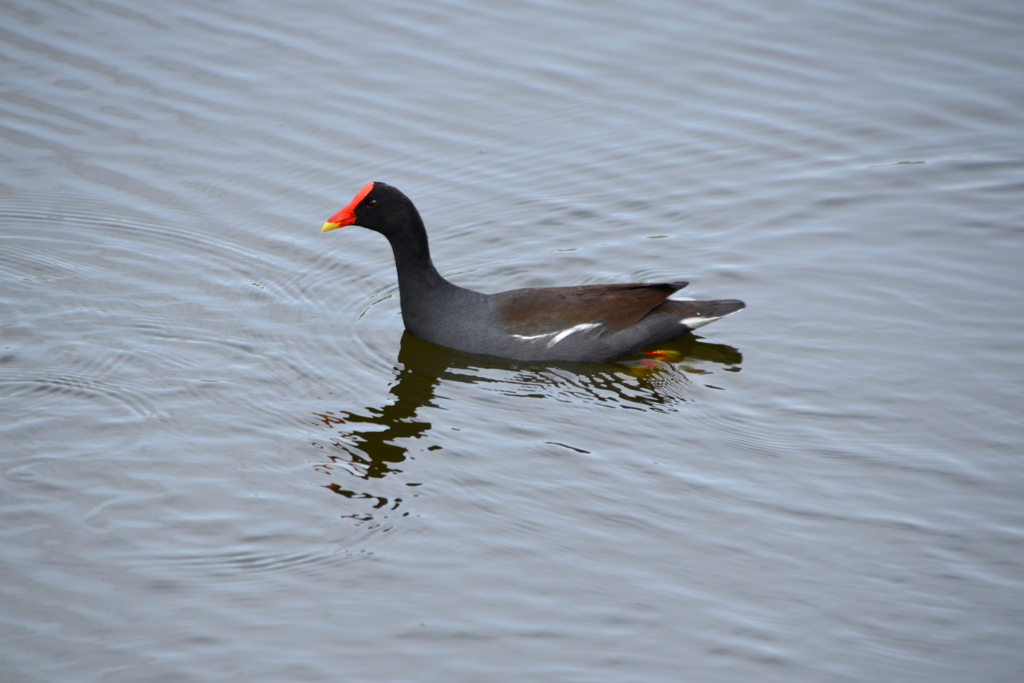 Common Gallinule Swimming III 3-5-24