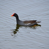 Common Gallinule Swimming III 3-5-24