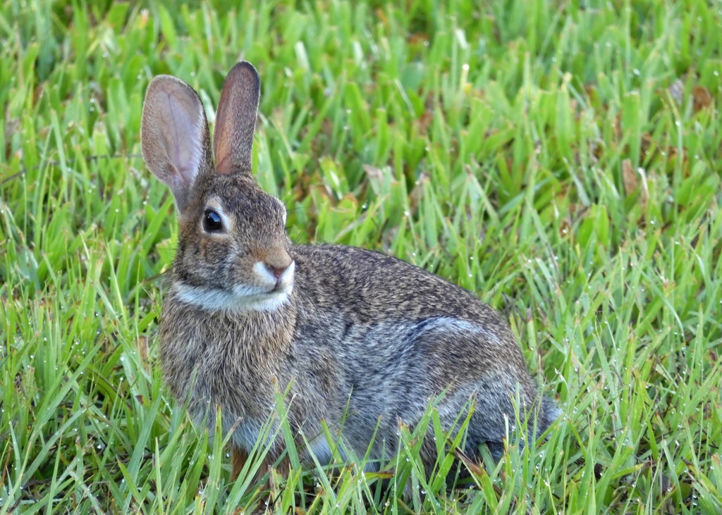 Eastern Cottontail IV 7-30-23
