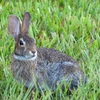 Eastern Cottontail IV 7-30-23
