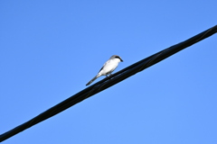 Loggerhead Shrike IV 10-23-24