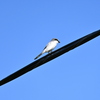 Loggerhead Shrike IV 10-23-24