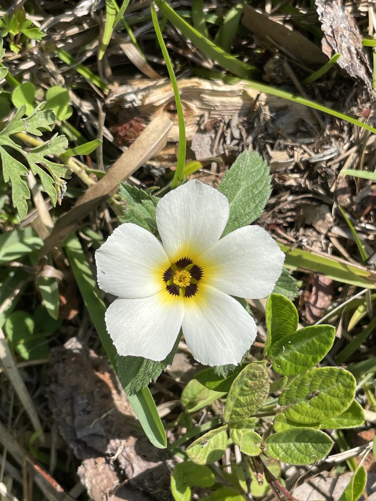 Sulphur Alder IV 5-4-23