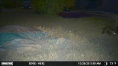 Opposum 10-26-25