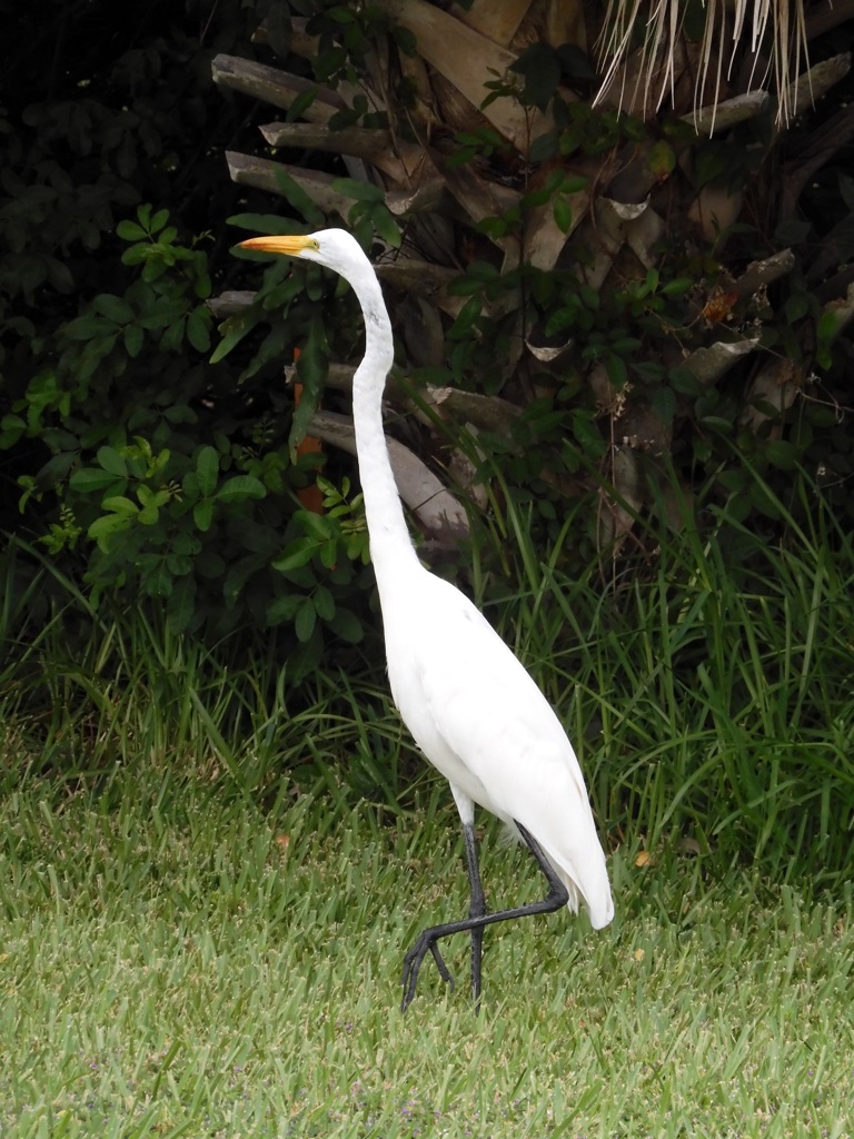 Great Egret II 10-1-23