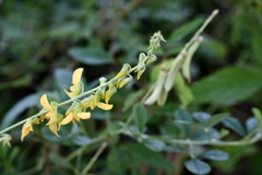 Crotalaria pallida var obovata I 8-20-25