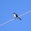 Northern Mockingbird II 10-28-23