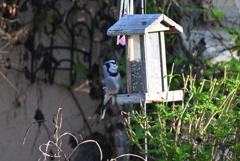 Blue Jay 10-30-24