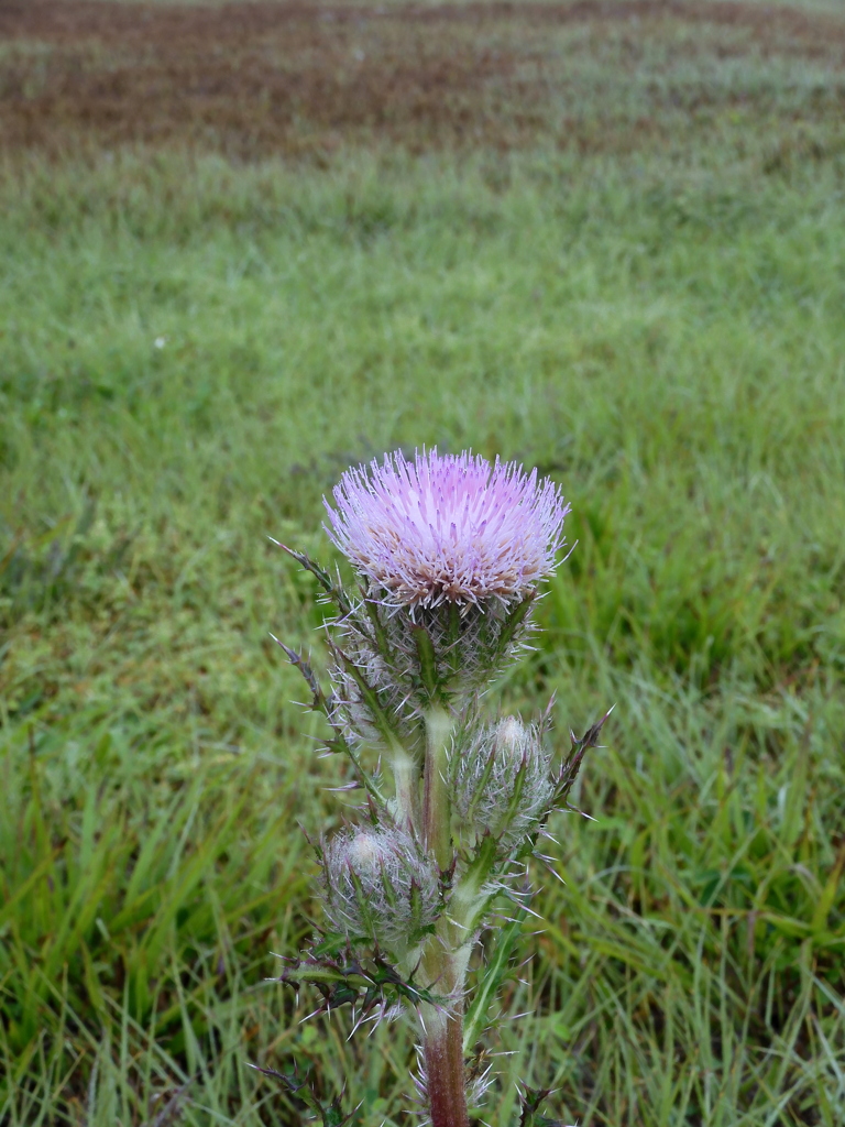 Purple Thistle No1 3-29-23