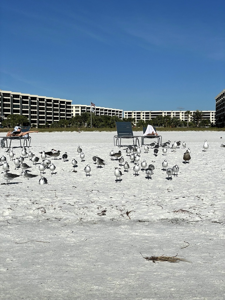 Laughing Gulls 11-26-21