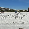 Laughing Gulls 11-26-21