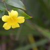 Carolina Jessamine 2-4-24