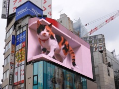 新宿東口の三毛猫　2024-4-12