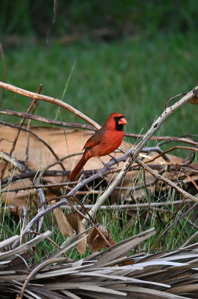 Northern Cardinal  11-6-24