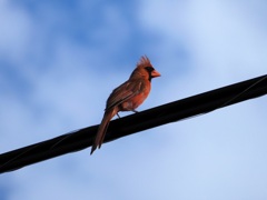 Northern Cardinal II 7-20-23